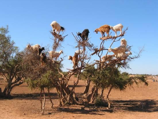 شقة Dar Diafa